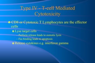 Type IV - T-cell Mediated Cytotoxicity ♣  CD8 or Cytotoxic T Lymphocytes are the effector cells ◘  Lyse target cells Perforin release leads to osmotic lysis Fas binding leads to apoptosis ◘  Release cytokines e.g. interferon gamma 