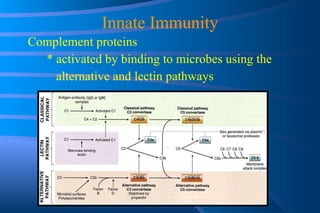 Innate Immunity Complement proteins * activated by binding to microbes using the  alternative and lectin pathways 