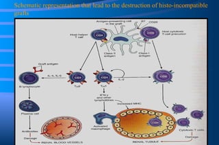 Schematic representation that lead to the destruction of histo-incompatible grafts 