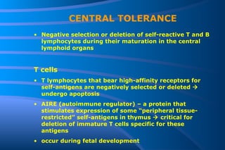 CENTRAL TOLERANCE Negative selection or deletion of self-reactive T and B lymphocytes during their maturation in the central lymphoid organs T cells T lymphocytes that bear high-affinity receptors for self-antigens are negatively selected or deleted    undergo apoptosis AIRE (autoimmune regulator) – a protein that stimulates expression of some “peripheral tissue-restricted” self-antigens in thymus    critical for deletion of immature T cells specific for these antigens occur during fetal development 
