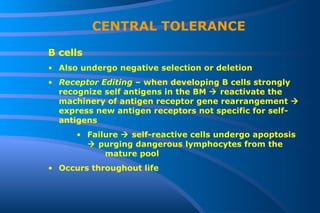 CENTRAL TOLERANCE B cells Also undergo negative selection or deletion Receptor Editing  – when developing B cells strongly recognize self antigens in the BM    reactivate the machinery of antigen receptor gene rearrangement    express new antigen receptors not specific for self-antigens Failure    self-reactive cells undergo apoptosis    purging dangerous lymphocytes from the  mature pool Occurs throughout life 