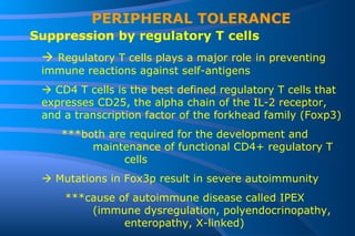 PERIPHERAL TOLERANCE Suppression by regulatory T cells    Regulatory T cells plays a major role   in preventing immune reactions against self-antigens    CD4 T cells is the best defined regulatory T cells that expresses CD25, the alpha chain of the IL-2 receptor, and a transcription factor of the forkhead family (Foxp3) ***both are required for the development and  maintenance of functional CD4+ regulatory T  cells     Mutations in Fox3p result in severe autoimmunity      ***cause of autoimmune disease called IPEX  (immune dysregulation, polyendocrinopathy,  enteropathy, X-linked) 
