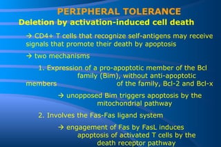 PERIPHERAL TOLERANCE Deletion by activation-induced cell death    CD4+ T cells that recognize self-antigens may receive signals that promote their death by apoptosis    two mechanisms 1. Expression of a pro-apoptotic member of the Bcl  family (Bim), without anti-apoptotic members  of the family, Bcl-2 and Bcl-x    unopposed Bim triggers apoptosis by the  mitochondrial pathway 2. Involves the Fas-Fas ligand system    engagement of Fas by FasL induces  apoptosis of activated T cells by the  death receptor pathway  