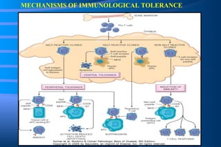 MECHANISMS OF IMMUNOLOGICAL TOLERANCE 