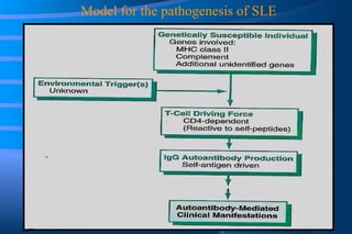 Model for the pathogenesis of SLE 