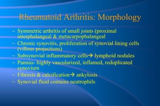 Rheumatoid Arthritis: Morphology Symmetric arthritis of small joints (proximal interphalangeal & metacarpophalangeal  Chronic synovitis, proliferation of synovial lining cells (villous projections) Subsynovial inflammatory cells   lymphoid nodules Pannus- highly vascularized, inflamed, reduplicated synovium Fibrosis & calcification   ankylosis Synovial fluid contains neutrophils 