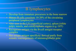 B lymphocytes Develop from immature precursors in the bone marrow Mature B cells constitute 10-20% of the circulating peripheral lymphocytes Also seen in the LN (superficial cortex), spleen (white pulp), tonsils, and extralymphatic organs (e.g. GIT) Recognizes antigen via the B-cell antigen receptor complex Has unique antigen specificity derived partly from somatic rearrangements of immunoglobulin gene 