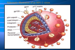 Schematic illustration of an HIV-1 virion 