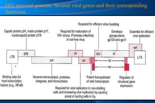 HIV proviral genome. Several viral genes and their corresponding functions 