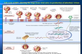 Life cycle of HIV, showing the steps from viral entry to production of infectious virions 