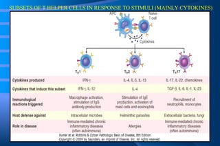 SUBSETS OF T HELPER CELLS IN RESPONSE TO STIMULI (MAINLY CYTOKINES) 
