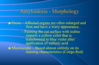 Amyloidosis - Morphology ◘  Gross – Affected organs are often enlarged and  firm and have a waxy appearance.    - Painting the cut surface with iodine  imparts a yellow color that is  transformed to blue violet after  application of sulfuric acid ◘  Microscopic – Based almost entirely on its  staining characteristics (Congo Red) 