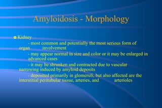Amyloidosis - Morphology ◘  Kidney - most common and potentially the most serious form of organ  involvement - may appear normal in size and color or it may be enlarged in  advanced cases - it may be shrunken and contracted due to vascular  narrowing induced by amyloid deposits - deposited primarily in glomeruli, but also affected  are the  interstitial peritubular tissue, arteries, and  arterioles 