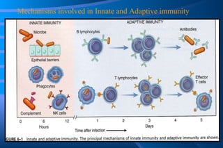 Mechanisms involved in Innate and Adaptive immunity 