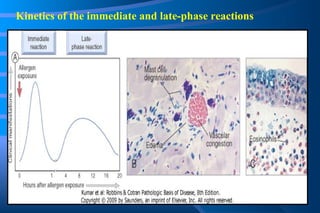 Kinetics of the immediate and late-phase reactions 