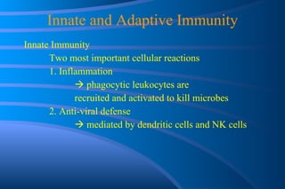 Innate and Adaptive Immunity Innate Immunity Two most important cellular reactions 1. Inflammation    phagocytic leukocytes are  recruited and activated to kill microbes 2. Anti-viral defense    mediated by dendritic cells and NK cells 