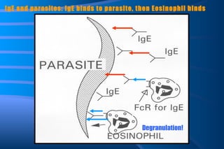 IgE and parasites: IgE binds to parasite, then Eosinophil binds Degranulation! 