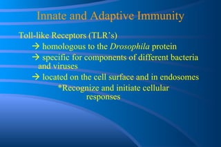 Innate and Adaptive Immunity Toll-like Receptors (TLR’s)    homologous to the  Drosophila  protein    specific for components of different bacteria  and viruses    located on the cell surface and in endosomes *Recognize and initiate cellular    responses  