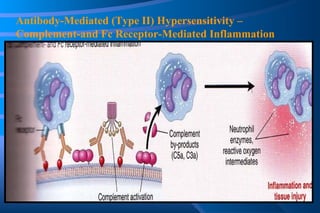 Antibody-Mediated (Type II) Hypersensitivity – Complement-and Fc Receptor-Mediated Inflammation 