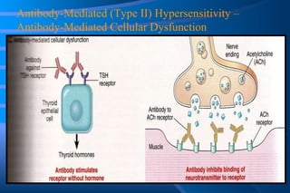 Antibody-Mediated (Type II) Hypersensitivity – Antibody-Mediated Cellular Dysfunction 