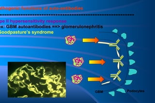 Pathogenic functions of auto-antibodies ------------------------------------------------------------   type II hypersensitivity response - ex: GBM autoantibodies ==> glomerulonephritis Goodpasture’s syndrome GBM Podocytes 
