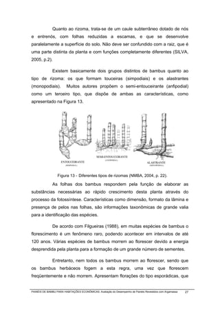 Quanto ao rizoma, trata-se de um caule subterrâneo dotado de nós
e entrenós, com folhas reduzidas a escamas, e que se desenvolve
paralelamente a superfície do solo. Não deve ser confundido com a raiz, que é
uma parte distinta da planta e com funções completamente diferentes (SILVA,
2005, p.2).

              Existem basicamente dois grupos distintos de bambus quanto ao
tipo de rizoma: os que formam touceiras (simpodiais) e os alastrantes
(monopodiais).          Muitos autores propõem o semi-entouceirante (anfipodial)
como um terceiro tipo, que dispõe de ambas as características, como
apresentado na Figura 13.




                  Figura 13 - Diferentes tipos de rizomas (NMBA, 2004, p. 22).

              As folhas dos bambus respondem pela função de elaborar as
substâncias necessárias ao rápido crescimento desta planta através do
processo da fotossíntese. Características como dimensão, formato da lâmina e
presença de pelos nas folhas, são informações taxonômicas de grande valia
para a identificação das espécies.

              De acordo com Filgueiras (1988), em muitas espécies de bambus o
florescimento é um fenômeno raro, podendo acontecer em intervalos de até
120 anos. Várias espécies de bambus morrem ao florescer devido a energia
desprendida pela planta para a formação de um grande número de sementes.

              Entretanto, nem todos os bambus morrem ao florescer, sendo que
os bambus herbáceos fogem a esta regra, uma vez que florescem
freqüentemente e não morrem. Apresentam florações do tipo esporádicas, que


PAINÉIS DE BAMBU PARA HABITAÇÕES ECONÔMICAS: Avaliação do Desempenho de Painéis Revestidos com Argamassa   27
 