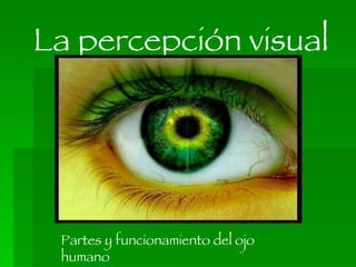 La percepción visual Partes y funcionamiento del ojo humano 