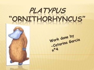 Platypus“ornithorhyncus” Workdoneby -Catarina Garcia nº4 