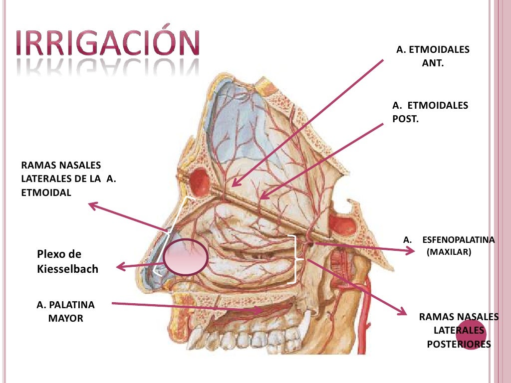 Epistaxis y taponamiento nasal Epistaxis y taponamiento nasal