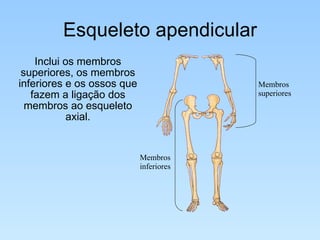 Esqueleto apendicular Inclui os membros superiores, os membros inferiores e os ossos que fazem a ligação dos membros ao esqueleto axial. Membros inferiores Membros superiores 