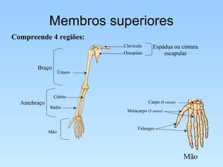 Membros superiores Compreende 4 regiões:  Mão Clavícula Omoplata Espádua ou cintura escapular Úmero Braço Antebraço Rádio Cúbito Mão Carpo  (8 ossos) Falanges Metacarpo  (5 ossos) 