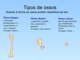Tipos de ossos Quanto à forma os ossos podem classificar-se em: Ossos longos : a dimensão predominante é o comprimento e o osso é espesso. Exemplo: fémur ...  Ossos chatos: a superfície é grande, mas a espessura é pequena. Exemplo : ossos ilíacos ... Ossos curtos :   não há uma dimensão que, nitidamente, Predomine sobre as outras. Exemplo: rótula ...   