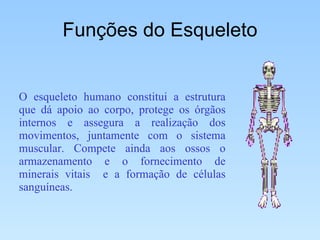 Funções do Esqueleto O esqueleto humano constitui a estrutura que dá apoio ao corpo, protege os órgãos internos e assegura a realização dos movimentos, juntamente com o sistema muscular. Compete ainda aos ossos o armazenamento e o fornecimento de minerais vitais  e a formação de células sanguíneas. 