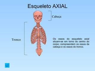 Esqueleto AXIAL Os ossos do esqueleto axial situam-se em torno do centro do corpo; compreendem os ossos da cabeça e os ossos do tronco. Tronco Cabeça 