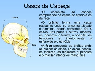 Ossos da Cabeça O esqueleto da cabeça compreende os ossos do crânio e os da face.  O  crânio  forma uma caixa resistente onde se encontra alojado o encéfalo, sendo constituído por 8 ossos, uns pares e outros ímpares: os  parietais, o frontal, o occipital, os temporais e inferiormente o esfenóide e o etmóide. A  face  apresenta as órbitas onde se alojam os olhos, os ossos nasais, os malares, os maxilares superiores e o maxilar inferior ou mandíbula crânio face 