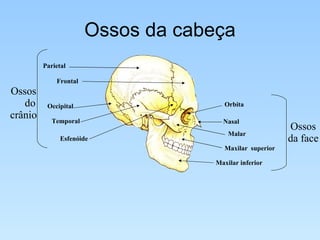 Ossos da cabeça Parietal Frontal Occipital Temporal Esfenóide Orbita Nasal Malar Maxilar  superior Maxilar inferior Ossos  do crânio Ossos da face 