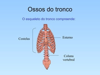 Ossos do tronco O esqueleto do tronco compreende: Esterno Coluna vertebral Costelas 