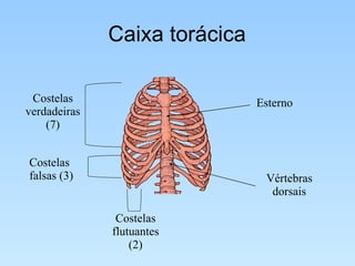 Caixa torácica Esterno Vértebras dorsais Costelas verdadeiras (7) Costelas falsas (3) Costelas flutuantes (2) 