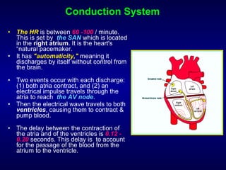 Conduction System The HR  is between  60 -100  / minute. This is set by  the SAN  which is located in the  right atrium . It is the heart's “natural pacemaker.  It has  "automaticity,"  meaning it discharges by itself without control from the brain.  Two events occur with each discharge: (1) both atria contract, and (2) an electrical impulse travels through the atria to reach  the AV node .  Then the electrical wave travels to both  ventricles , causing them to contract & pump blood.  The delay between the contraction of the atria and of the ventricles is  0.12 - 0.20  seconds. This delay is  to account for the passage of the blood from the atrium to the ventricle.  
