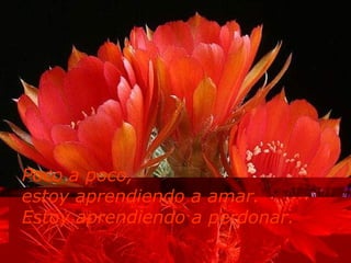 Poco a poco,  estoy aprendiendo a amar. Estoy aprendiendo a perdonar. 