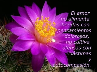 El amor  no alimenta  heridas con  pensamientos dolorosos,  no cultiva  ofensas con lástimas y autocompasión. 