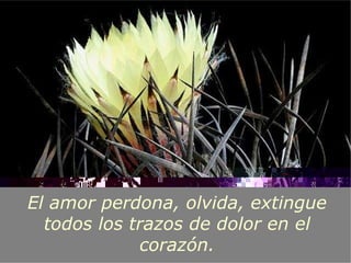 El amor perdona, olvida, extingue todos los trazos de dolor en el corazón. 