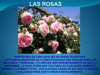 LAS ROSASEXISTEN MÁS DE CIEN ESPECIES DE ROSAS SILVESTRES.LAS PLANTAS MINIATURA DE FLORES PEQUEÑAS SON IDEALES PARA LOS BALCONES Y TERRAZAS, Y FLORECEN ININTERRUMPIDAMENTE DE MAYO A NOVIEMBRE. LA ROSA PUEDE SER CULTIVADA EN CUALQUIER AMBIENTE MENOS A LA SOMBRA TOTAL. CON ALGUNAS HORAS DE SOL POR LA MAÑANA LE ALCANZA PARA QUE FLOREZCA REGULARMENTE.