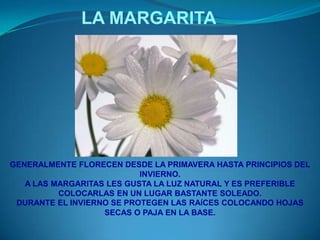 LAMARGARITAGENERALMENTE FLORECEN DESDE LA PRIMAVERA HASTA PRINCIPIOS DEL INVIERNO.A LAS MARGARITAS LES GUSTA LA LUZ NATURAL Y ES PREFERIBLE COLOCARLAS EN UN LUGAR BASTANTE SOLEADO.DURANTE EL INVIERNO SE PROTEGEN LAS RAÍCES COLOCANDO HOJAS SECAS O PAJA EN LA BASE.