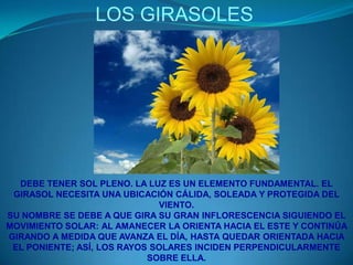LOS GIRASOLESDEBE TENER SOL PLENO. LA LUZ ES UN ELEMENTO FUNDAMENTAL. EL GIRASOL NECESITA UNA UBICACIÓN CÁLIDA, SOLEADA Y PROTEGIDA DEL VIENTO. SU NOMBRE SE DEBE A QUE GIRA SU GRAN INFLORESCENCIA SIGUIENDO EL MOVIMIENTO SOLAR:AL AMANECER LA ORIENTA HACIA EL ESTE Y CONTINÚA GIRANDO A MEDIDA QUE AVANZA EL DÍA, HASTA QUEDAR ORIENTADA HACIA EL PONIENTE; ASÍ, LOS RAYOS SOLARES INCIDEN PERPENDICULARMENTE SOBRE ELLA.