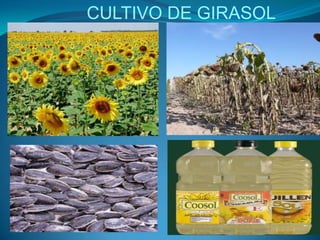 CULTIVO DE GIRASOL