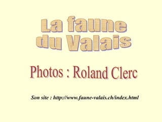 La faune  du Valais Photos : Roland Clerc Son site : http://www.faune-valais.ch/index.html 
