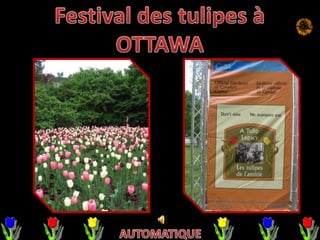 Festival des tulipes à OTTAWA  AUTOMATIQUE 