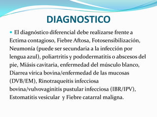 DIAGNOSTICOEl diagnóstico diferencial debe realizarse frente aEctima contagioso, Fiebre Aftosa, Fotosensibilización,Neumonía (puede ser secundaria a la infección porlengua azul), poliartritis y pododermatitis o abscesos delpie, Miásiscavitaria, enfermedad del músculo blanco,Diarrea vírica bovina/enfermedad de las mucosas(DVB/EM), Rinotraqueítis infecciosabovina/vulvovaginitispustular infecciosa (IBR/IPV),Estomatitis vesicular  y Fiebre catarral maligna.