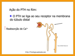 Ação do PTH no Rim: O PTH se liga ao seu receptor na membrana do túbulo distal http://fisiologia.webnode.com Fonte: SERVIER Medical Art Reabsorção de Ca 2+ 
